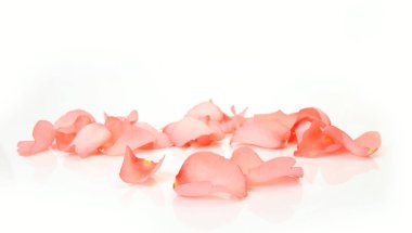 Beyaz arkaplanda pembe gül yaprakları