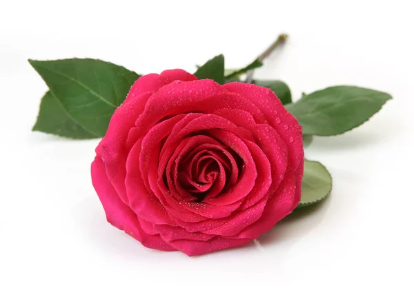 Rosa rosa sobre fondo blanco —  Fotos de Stock