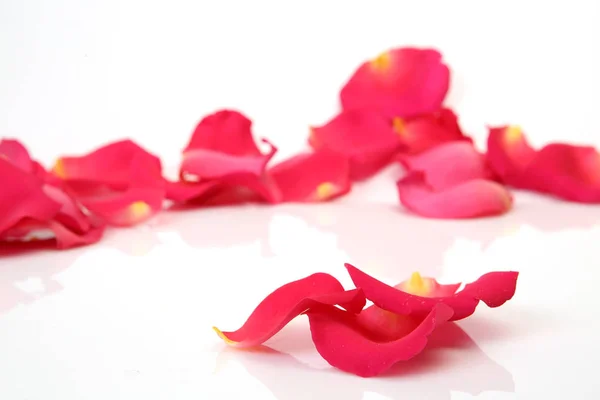 Розовые лепестки роз на белом фоне — стоковое фото