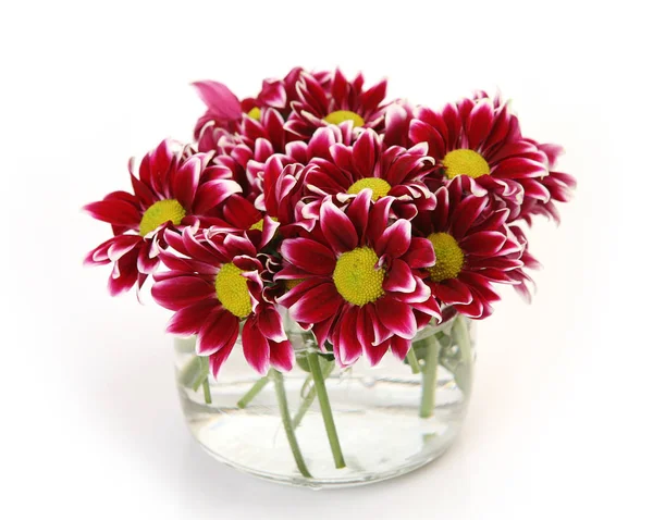 Bouquet de chrysanthèmes sur fond blanc — Photo