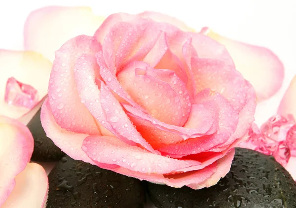 Rosa rosa con gocce di rugiada sui petali — Foto Stock