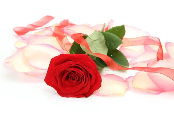 Scarlet rose and decorative ribbon — Stock Photo, Image