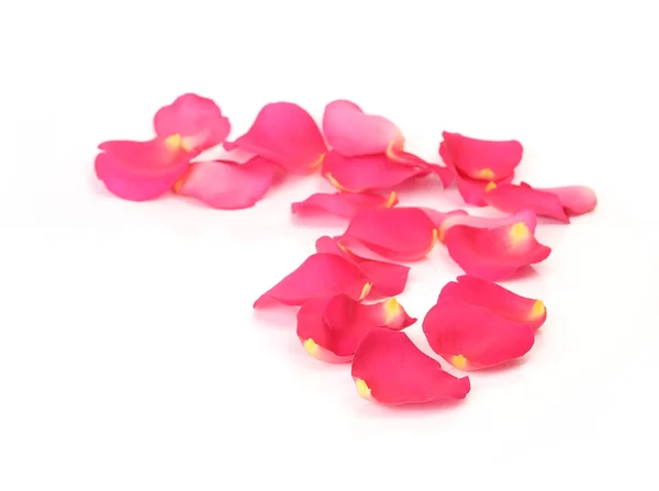 Petals of beautiful roses on a white background — Stock Photo, Image
