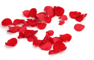 Beyaz arkaplanda kırmızı gül yaprakları