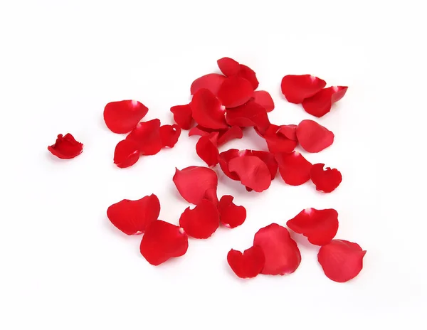 Červené Okvětní Lístky Růží Bílém Pozadí — Stock fotografie