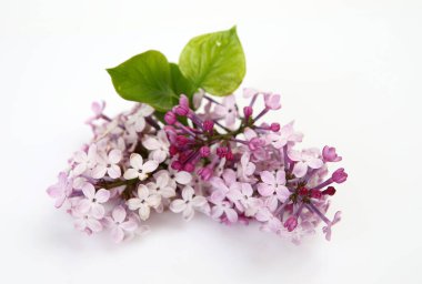 Leylak dalı ve yeşil yapraklar