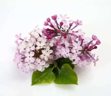 Leylak dalı ve yeşil yapraklar