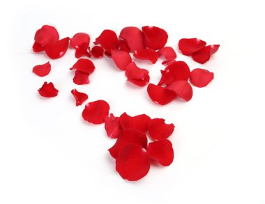 Beyaz arkaplanda kırmızı gül yaprakları