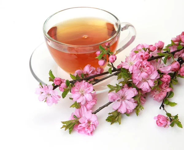 Tasse Thé Branche Cerisier Fleurs — Photo