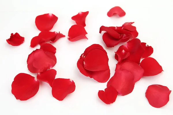 Red Rose Petals White Background — Stock Photo, Image