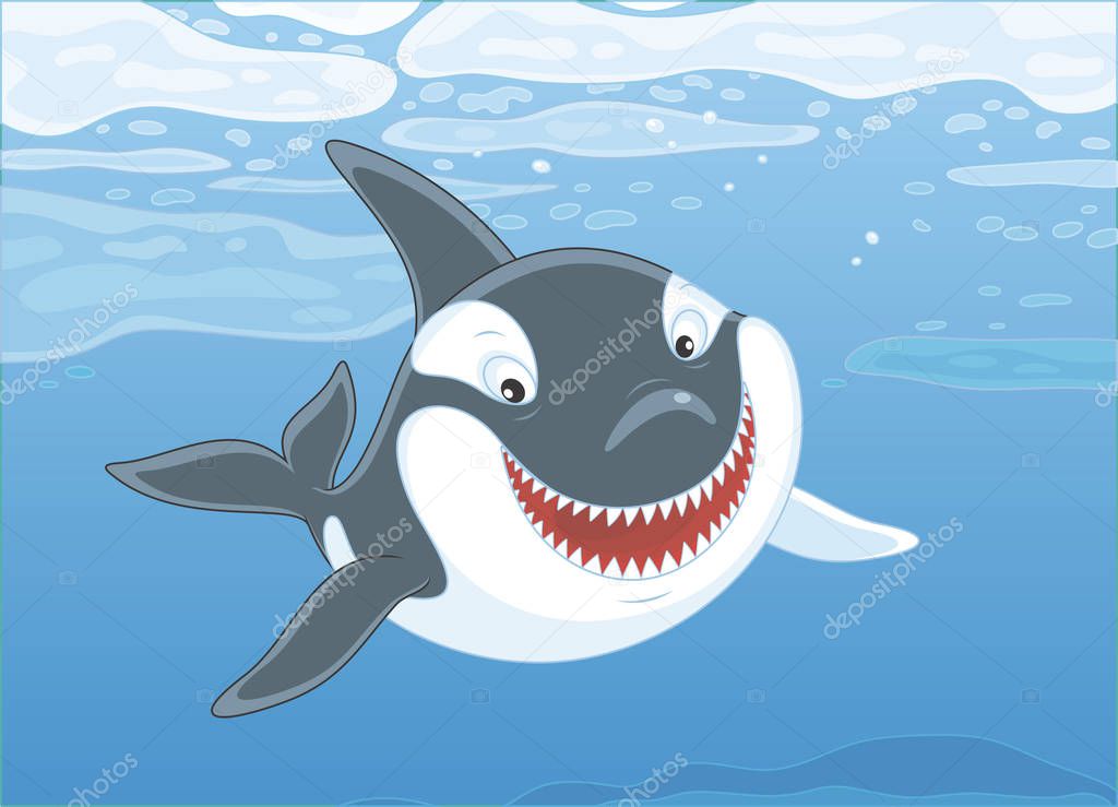 Killer whale swimming among drifting ice floes in blue water of a polar sea, vector illustration in a cartoon style