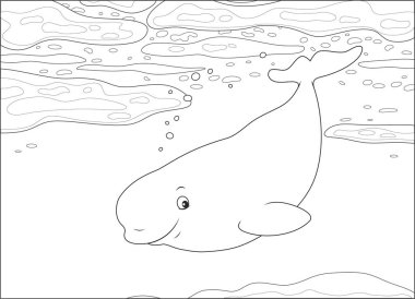 Beluga whale swimming among drifting ice floes in a polar sea, black and white vector illustration in a cartoon style for a coloring book clipart