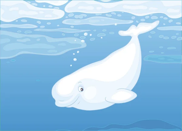 白鲸游泳在漂流的冰浮冰在极地海的蓝色水中 矢量插画的卡通风格 — 图库矢量图片