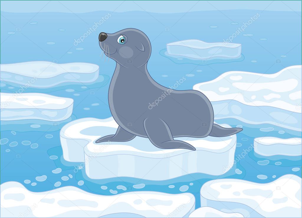 Grey seal on a drifting ice floe in a polar sea, vector illustration in a cartoon style
