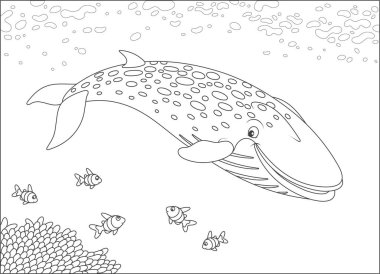 Mavi Kuzey balina yüzme yakınındaki bir resif, siyah ve beyaz vektör çizim karikatür tarzı bir boyama kitabı için