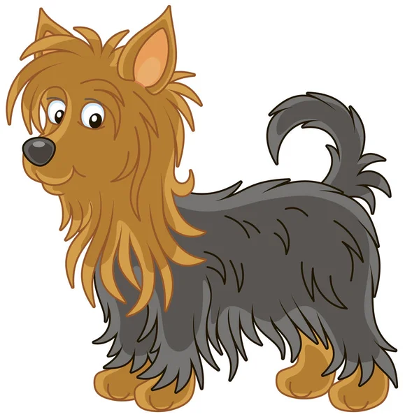 Little Funny Australian Silky Terrier Long Black Brown Hair Vector — Stock Vector