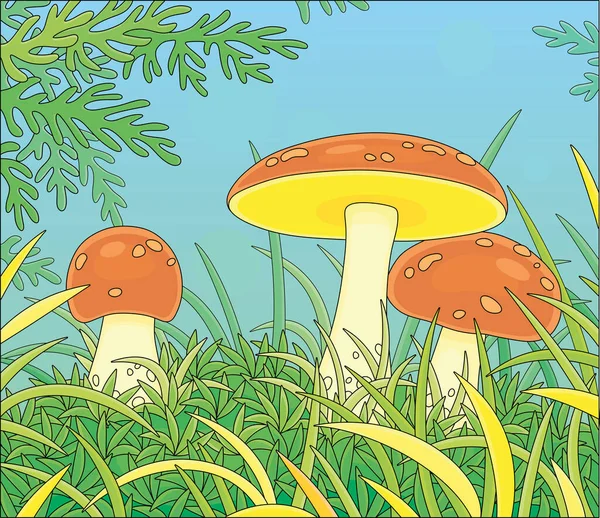Three Edible Mushrooms Big Brown Caps Hiding Green Thick Grass — Stock Vector