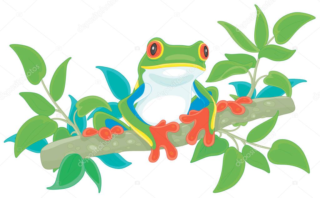 Funny colorful and poisonous tree frog sitting on a green branch in a wild tropical jungle, vector cartoon illustration on a white background