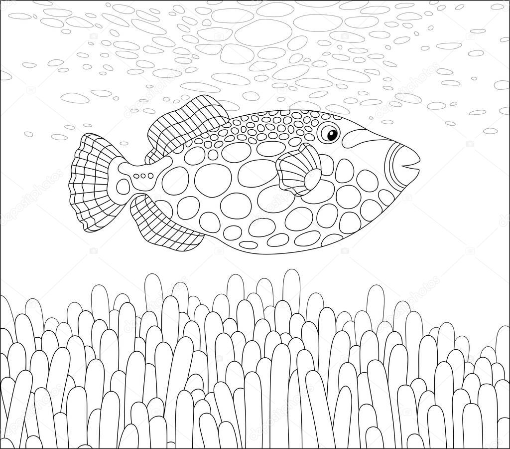 Exotic parrotfish swimming over stinging tentacles of an anemone on an amazing tropical coral reef in a warm southern sea, black and white vector cartoon illustration for a coloring book page