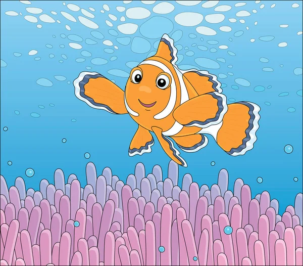 Śmieszne Paski Anemonefish Pływanie Wśród Jasnych Jadowitych Żądeł Różowego Anemona — Wektor stockowy