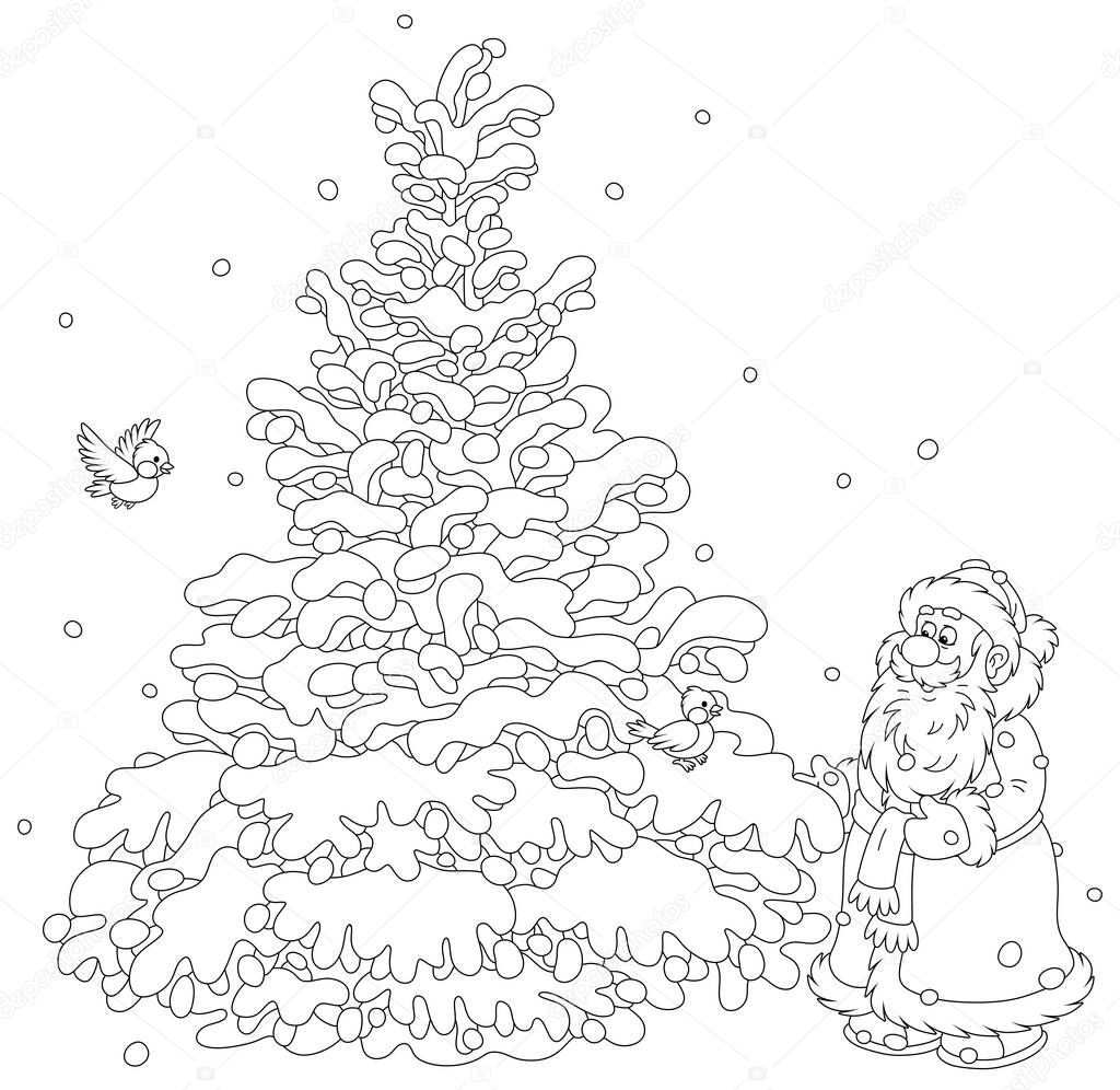 Santa Claus choosing a beautiful Christmas tree in a snowy winter forest, black and white outline vector cartoon illustration for a coloring book page