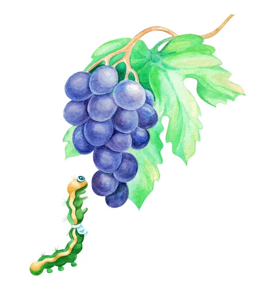 Bir demet üzümlü tırtıl. Suluboya çizimi.