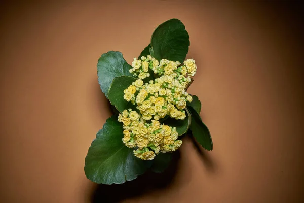 Tam Kare Küçük Kırmızı Çiçekler Brown Hakkında — Stok fotoğraf