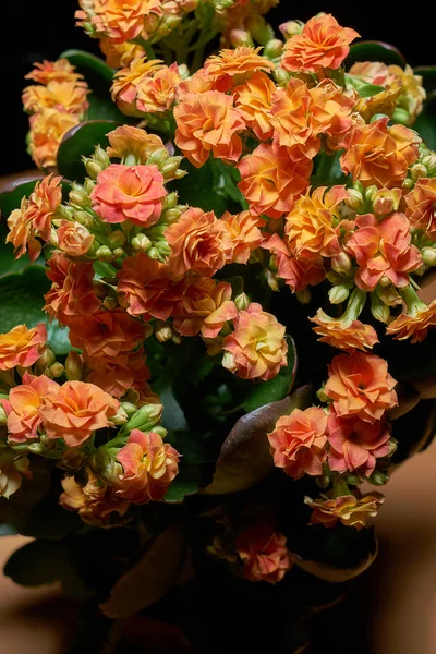 Full Frame Små Rosa Blommor Svart Bakgrund — Stockfoto