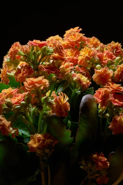 Full Frame of Small Pink Flowers on black background