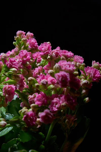 Full Frame Small Pink Flowers Black Background — Stock Photo, Image