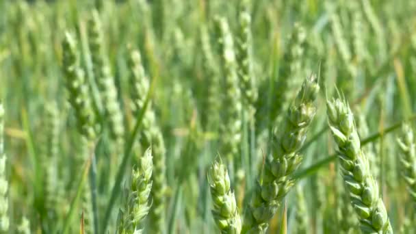 Gli Steli Grano Verde Soffiano Nel Vento Campo Grano Naturale — Video Stock