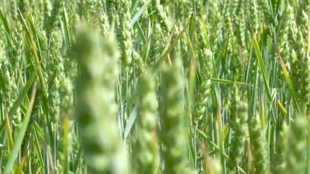 Caules Trigo Verde Sopram Vento Campo Trigo Natural — Vídeo de Stock