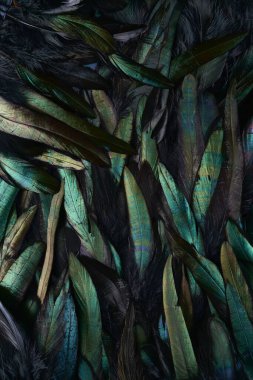 Horoz tüylerinin soyut arkaplanı, metalik renkler