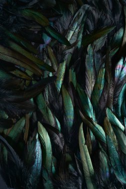 Horoz tüylerinin soyut arkaplanı, metalik renkler