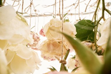 Beyaz arka planda tomurcuklarla sarkan güllerin soyut arkaplanı. Bahçedeki gül tomurcukları sicimle kurumuş.