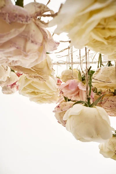 Fondo Abstracto Rosas Colgando Brotes Sobre Fondo Blanco Jardín Rosales —  Fotos de Stock
