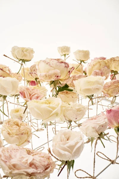 배경에 꽃봉오리에 매달려 장미의 장미꽃 봉오리 — 스톡 사진
