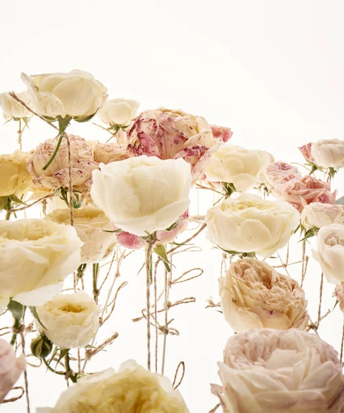 在白色的背景上 玫瑰在花蕾下飘扬的抽象背景 花园里的玫瑰花蕾用麻绳晒干了 — 图库照片