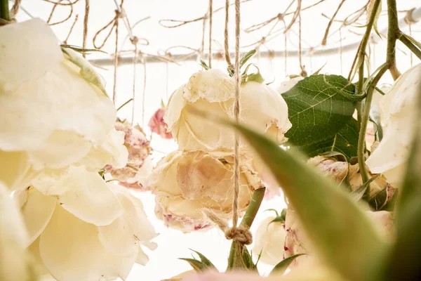 在白色的背景上 玫瑰在花蕾下飘扬的抽象背景 花园里的玫瑰花蕾用麻绳晒干了 — 图库照片