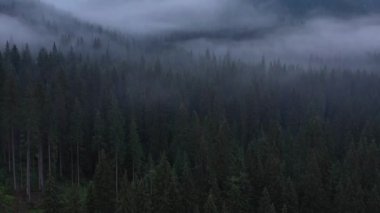 Kozalaklı ormanın üzerinde sis, Karpatya dağlarındaki uzun çam ağaçlarının üzerinde sis parçaları.