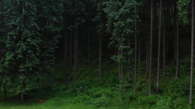 Eski kozalaklı orman. Karpat Dağları 'nın koyu yeşil çam ağaçları, yaz.