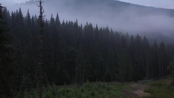 Nevoeiro Sobre Floresta Coníferas Pedaços Nevoeiro Sobre Pinheiros Altos Nas — Vídeo de Stock