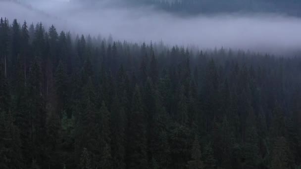 針葉樹林の上の霧 カルパチア山脈の背の高い松の木の上の霧の破片 — ストック動画