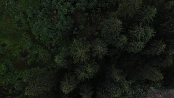 Eski Kozalaklı Orman Karpat Dağları Nın Koyu Yeşil Çam Ağaçları Video Klip