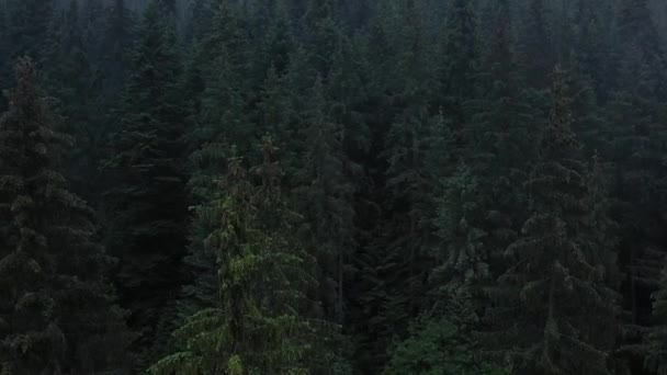 Velha Floresta Coníferas Pinheiros Altos Verdes Escuros Das Montanhas Dos — Vídeo de Stock