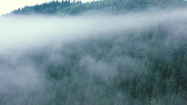 Mgła Nad Lasem Iglastym Kawałki Mgły Nad Wysokimi Sosnami Karpatach — Wideo stockowe