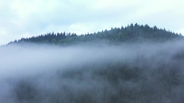 Mgła Nad Lasem Iglastym Kawałki Mgły Nad Wysokimi Sosnami Karpatach — Wideo stockowe