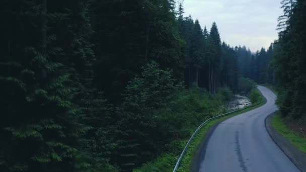 古い針葉樹林 カルパチア山脈の濃い緑の背の高い松 — ストック動画