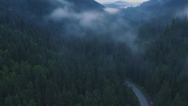針葉樹林の上の霧 カルパチア山脈の背の高い松の木の上の霧の破片 — ストック動画