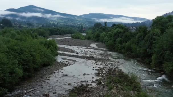 Cours Eau Dans Une Rivière Montagne Brouillard Sur Grands Pins — Video